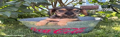 Tilly