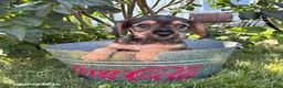 Schnoodle dogs for sale: Tilly - Ad 1