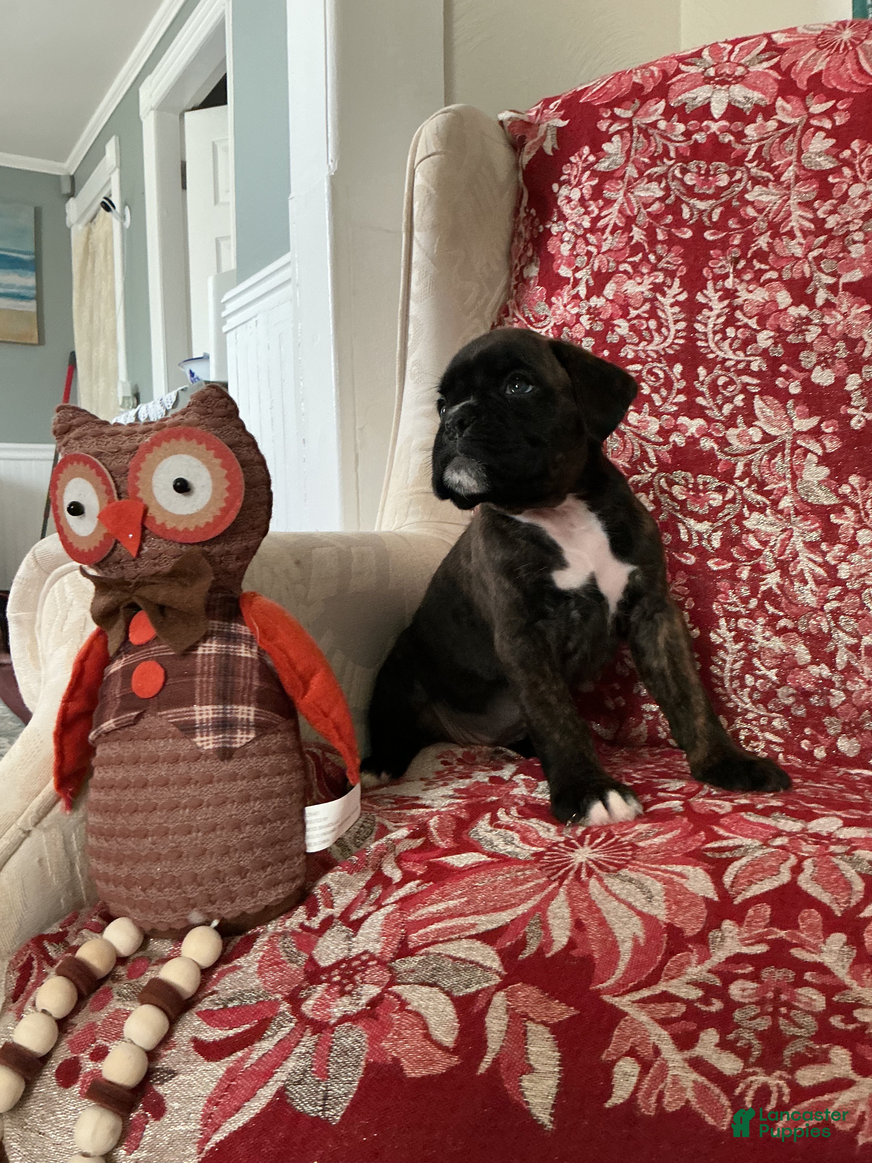 Boxer dogs Colonia - Ad 2