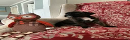 Boxer dogs for sale: Colonia - Ad 4