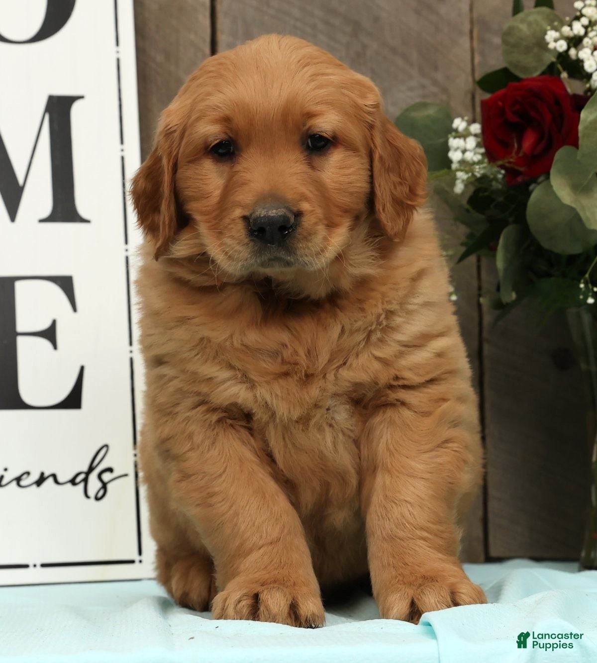 Golden Retriever dogs Aaron - Ad 1