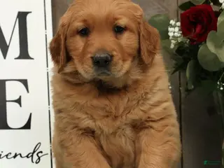 Golden Retriever dogs for sale: Aaron - Ad 3