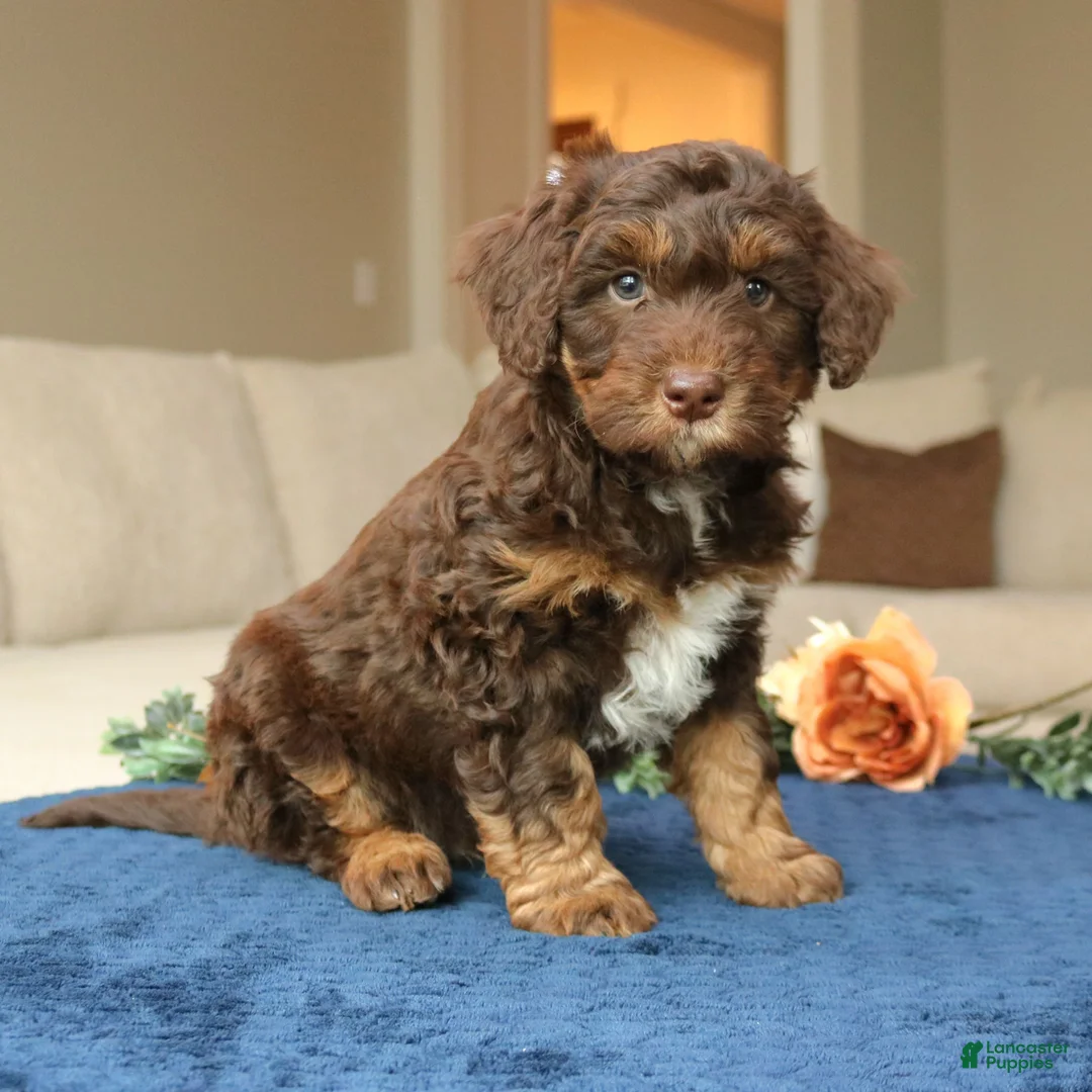 Mini Bernedoodle dogs for sale: Dax  - Ad 1
