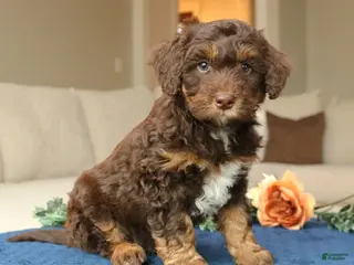 Mini Bernedoodle dogs for sale: Dax - Ad 1