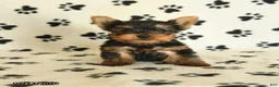 Yorkshire Terrier dogs for sale: Leon - Ad 5
