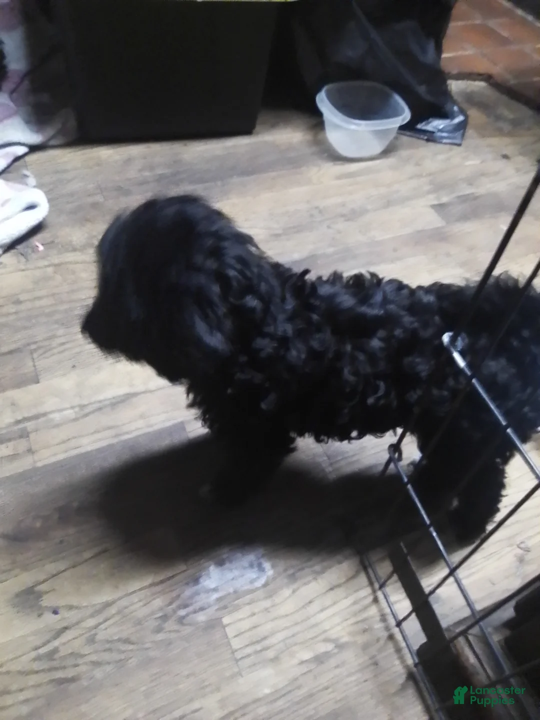 Mini Aussiedoodle dogs for sale: Mini Aussiedoodle Puppy 3 - Ad 12