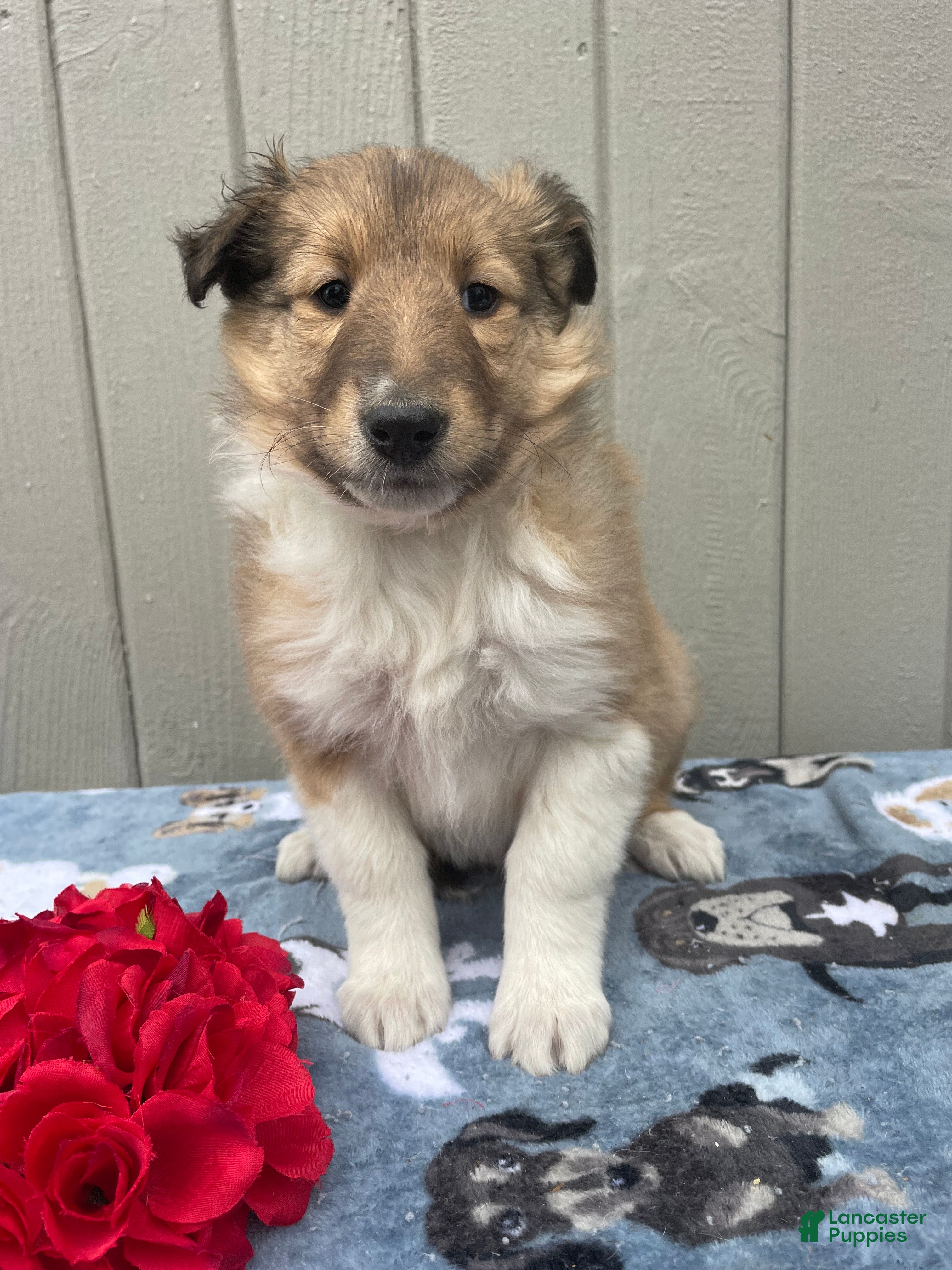 Collie dogs Callie - Ad 21