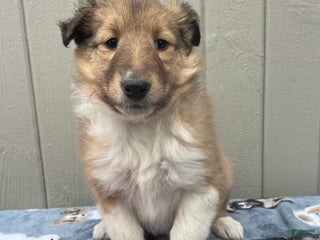 Collie dogs Callie - Ad 21