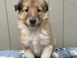 Collie dogs Callie - Ad 21