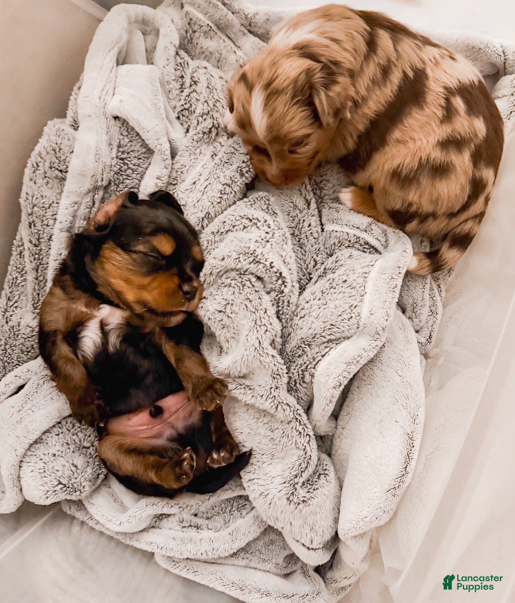 Mixed Breed dogs Stone - Ad 2