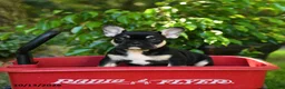 French Bulldog dogs for sale: Chelsey - Ad 3