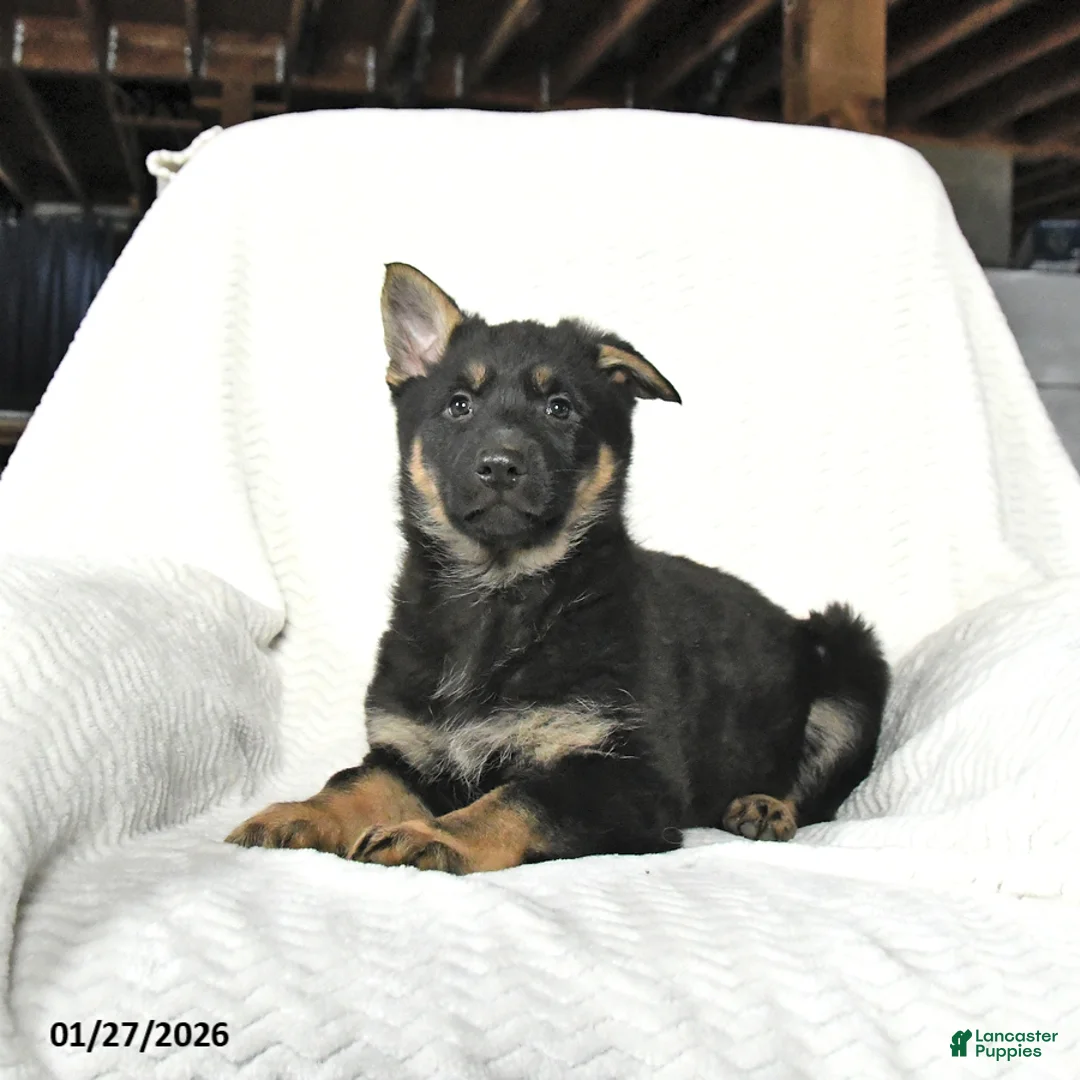 German Shepherd dogs for sale: Tulip - Ad 3