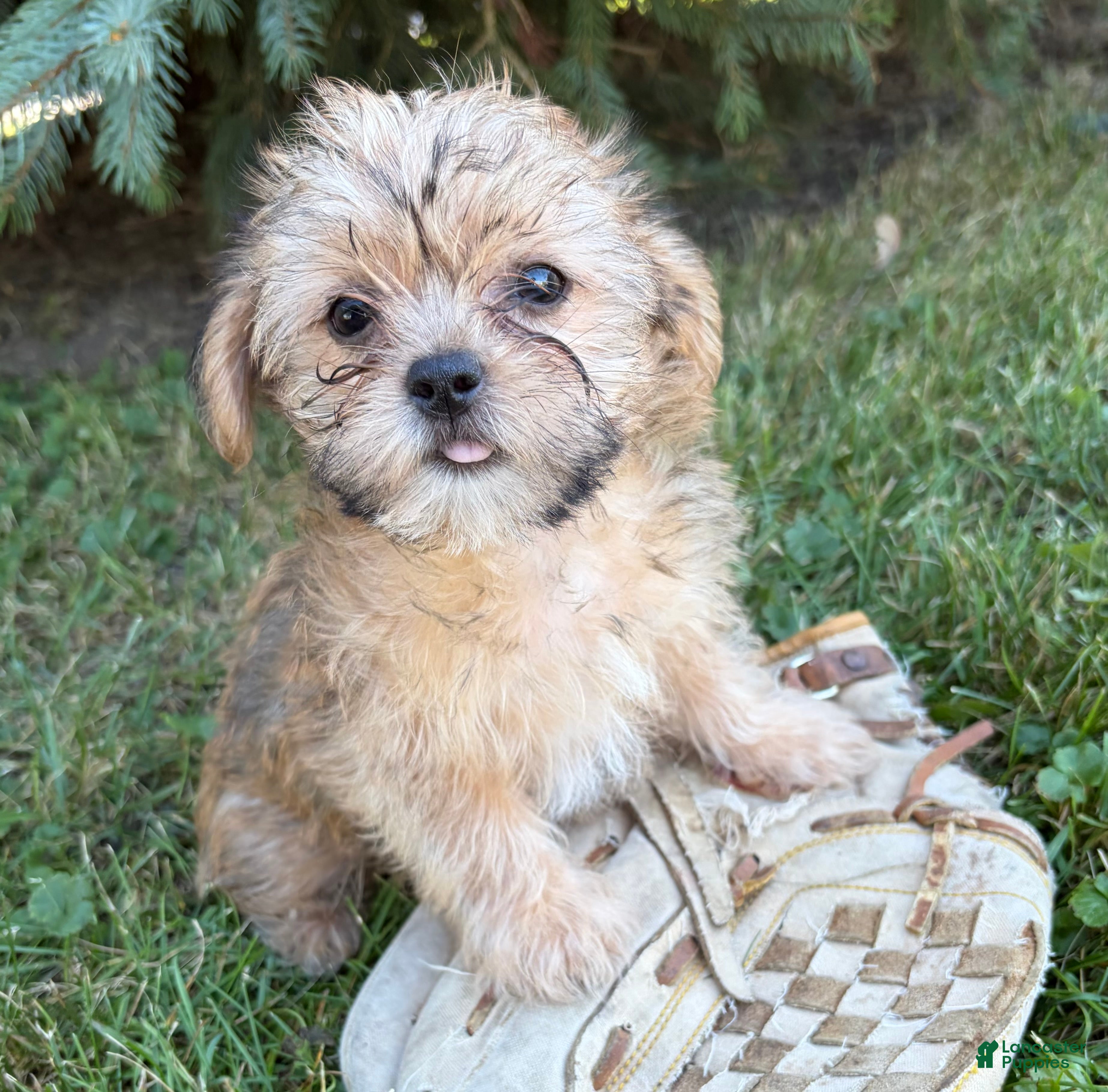 Shorkie dogs Albert - Ad 2