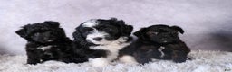 Mini Aussiedoodle dogs for sale: Kit Kat - Ad 40