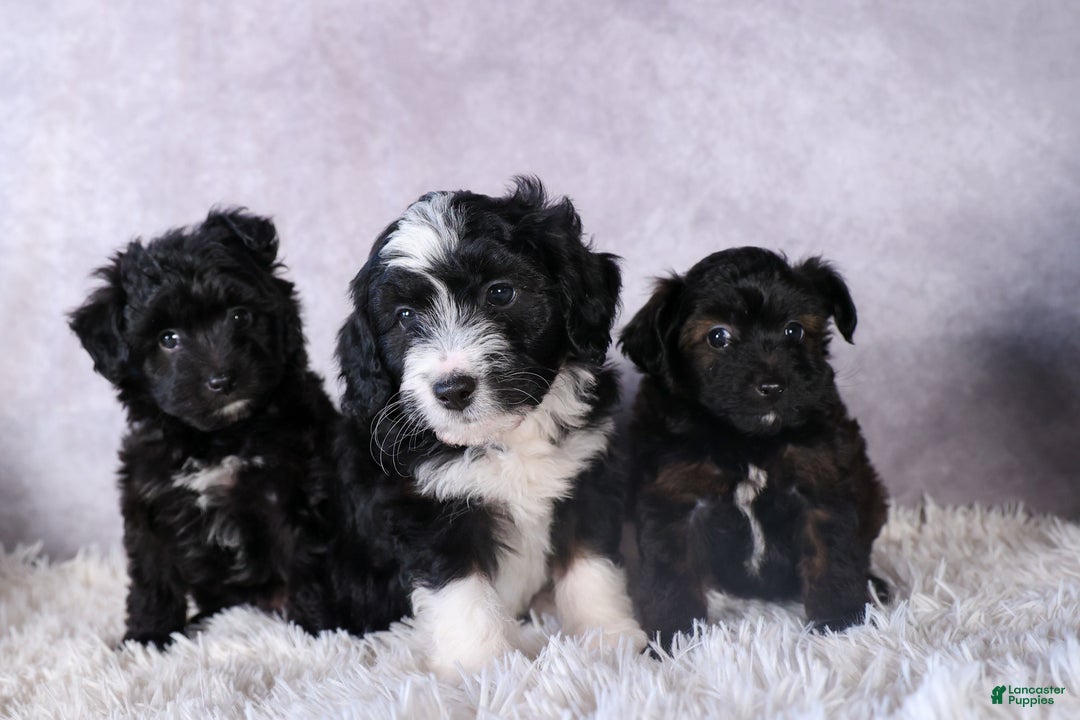 Mini Aussiedoodle dogs for sale: Kit Kat - Ad 40