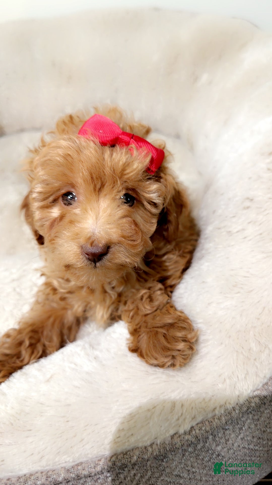 Maltipoo dogs for sale: Buttons  - Ad 3