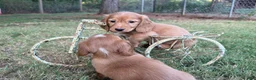 Miniature Dachshund dogs for sale: Dark cream  - Ad 12