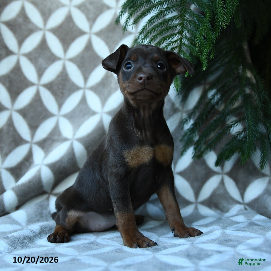Miniature Pinscher dogs for sale: Athena - Ad 1