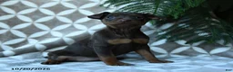 Miniature Pinscher dogs for sale: Athena - Ad 1