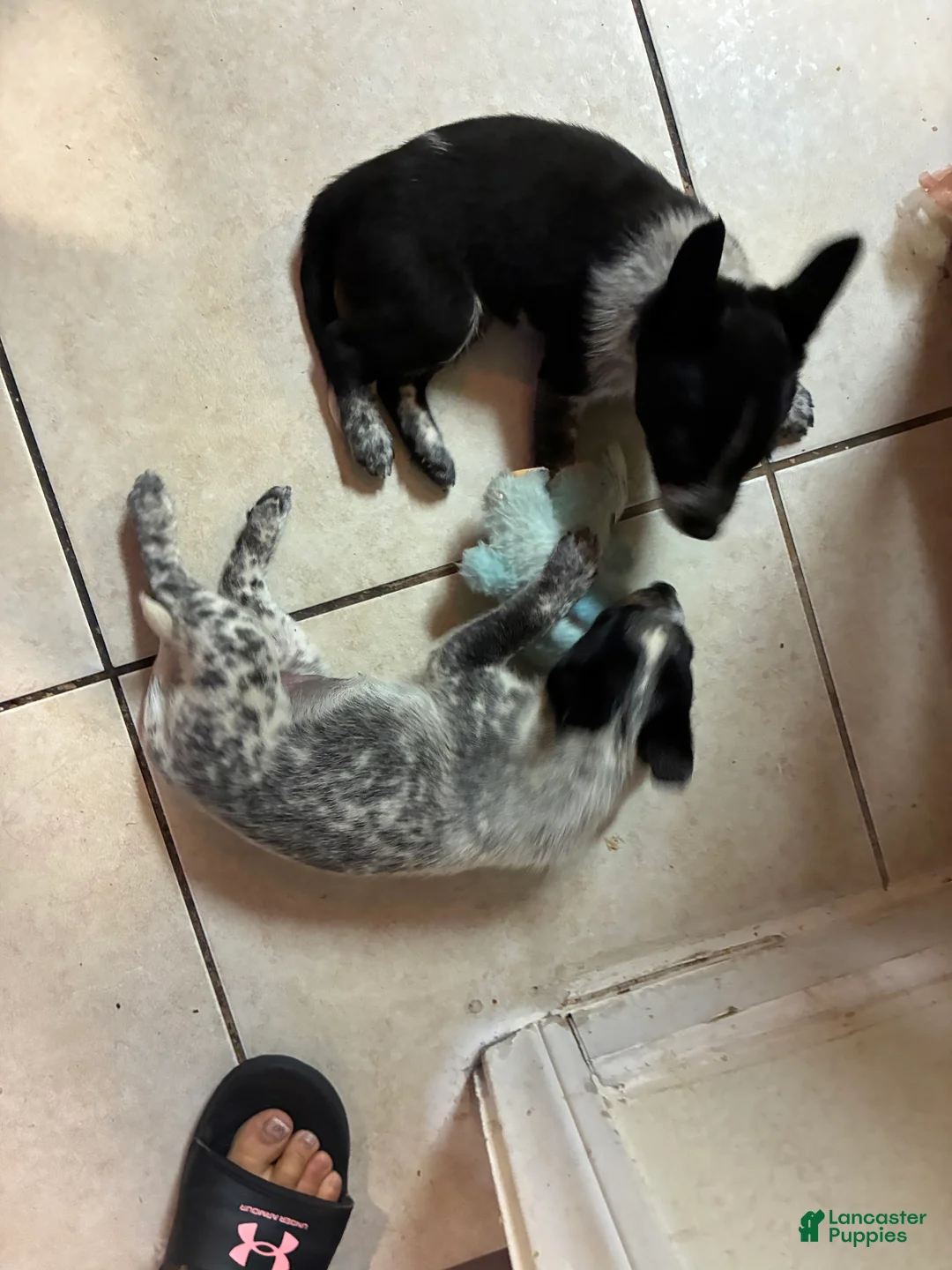 Australian Cattle Dog dogs for sale: Australian Cattle Dog 3 - Ad 2