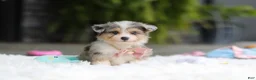 Mixed Breed dogs for sale: Nala - Ad 4