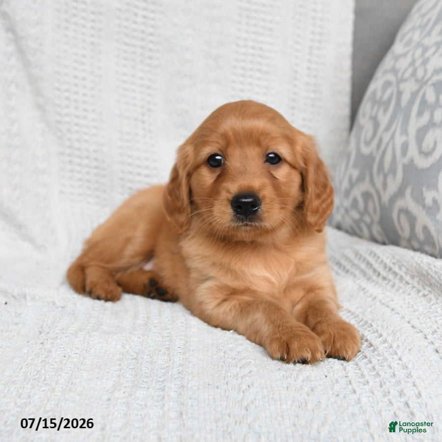 Miniature Golden Retriever dogs Meadow - Ad 2