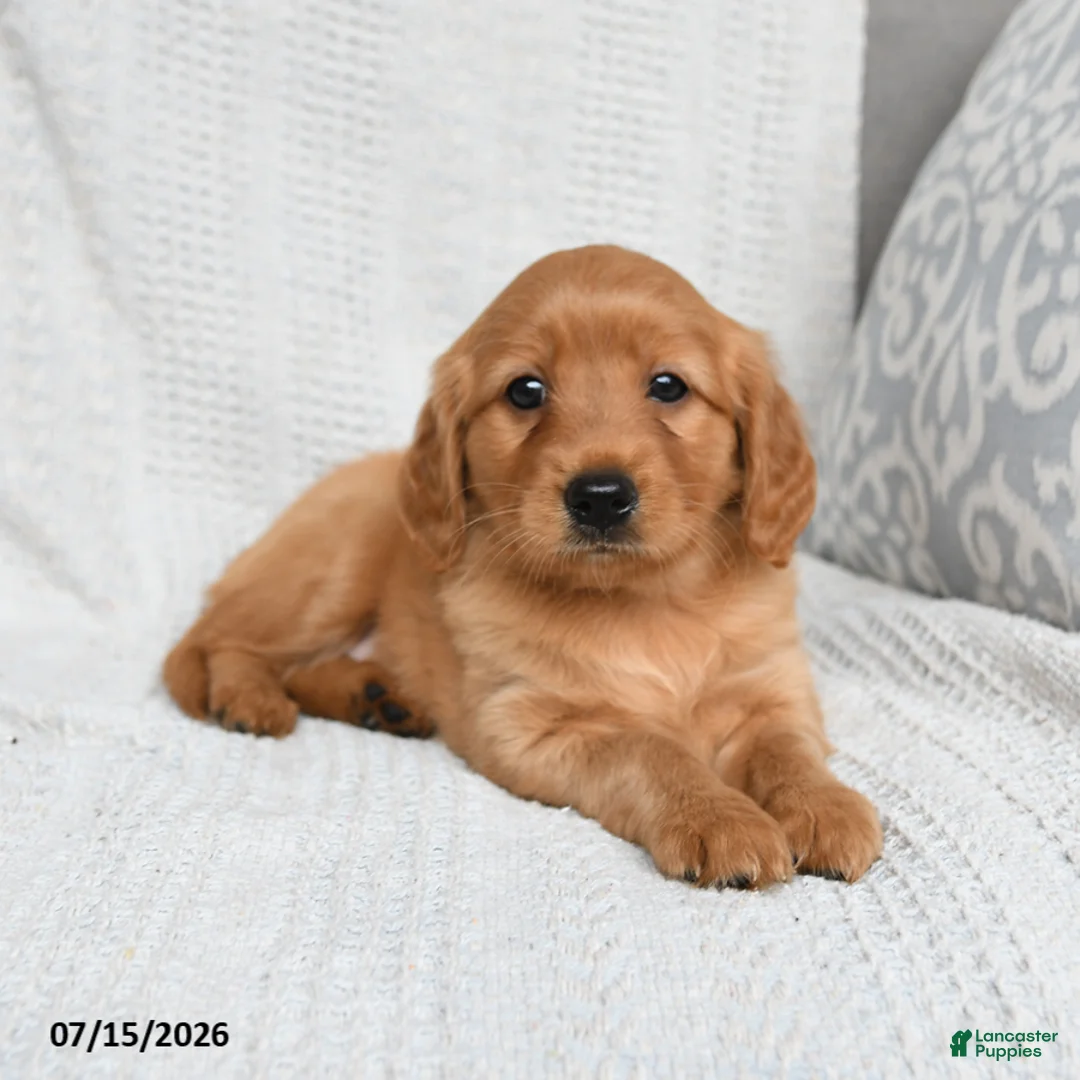 Miniature Golden Retriever dogs for sale: Meadow - Ad 2