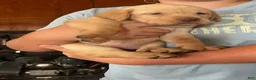 Labrador Retriever dogs for sale: Labrador Retriever  - Ad 1
