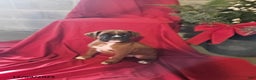 Boxer dogs for sale: Dasher - Ad 1