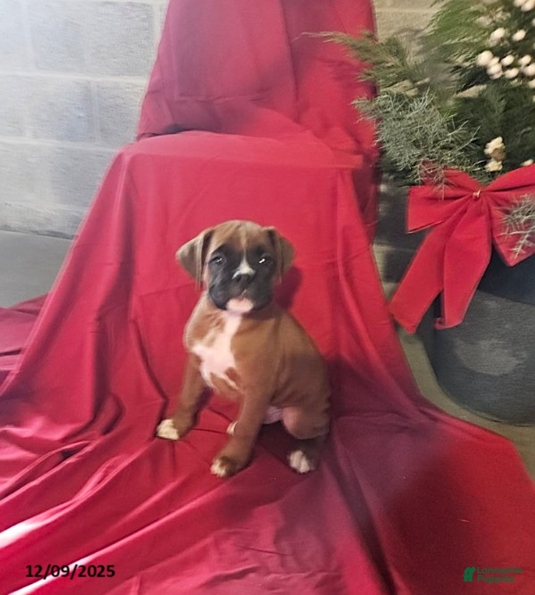 Boxer dogs for sale: Dasher - Ad 1