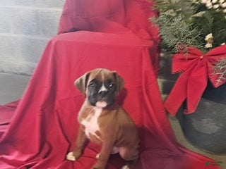 Boxer dogs Dasher - Ad 19