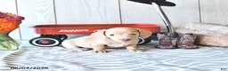 Miniature Dachshund dogs for sale: Randy - Ad 3