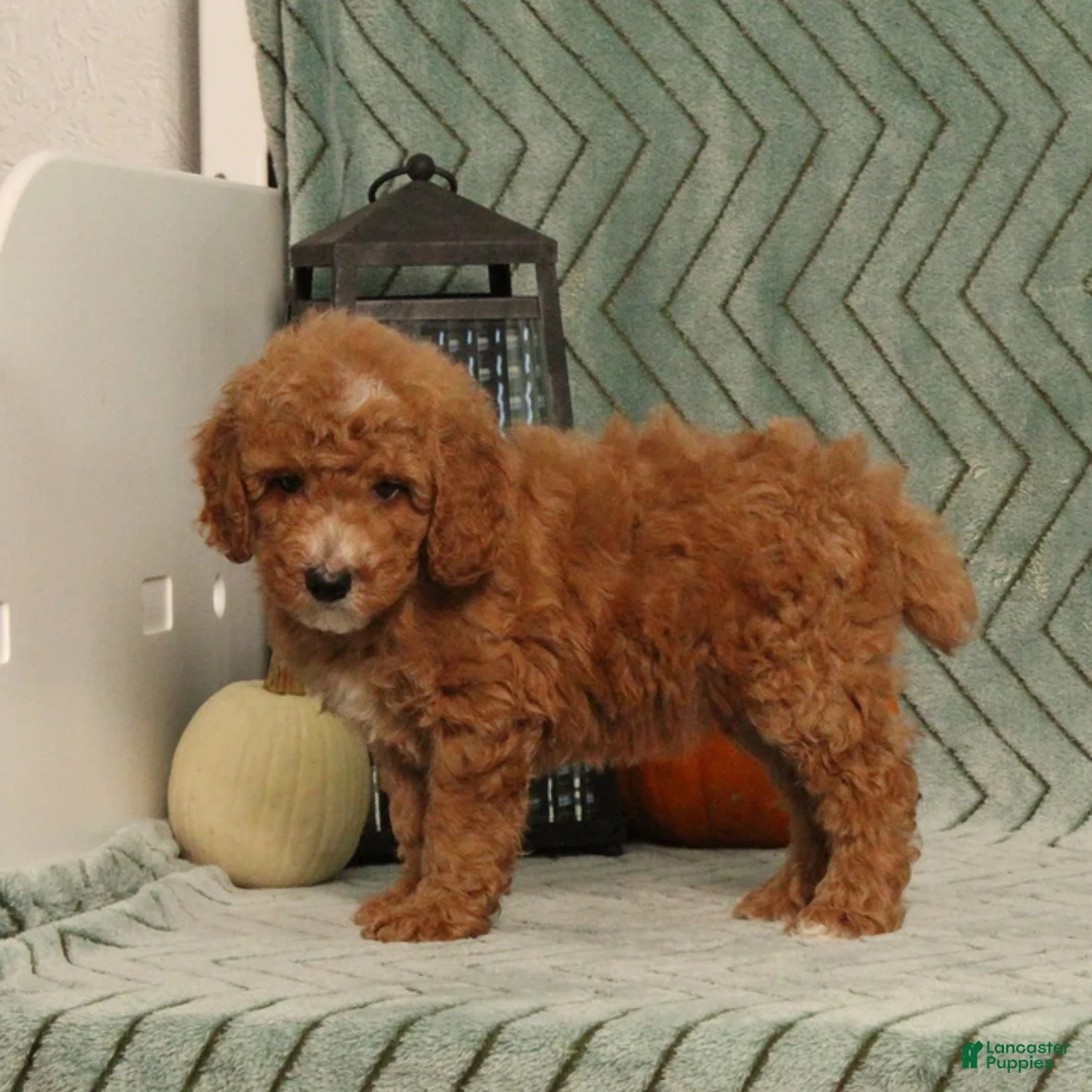 Miniature Poodle dogs for sale: Goofy - Ad 5