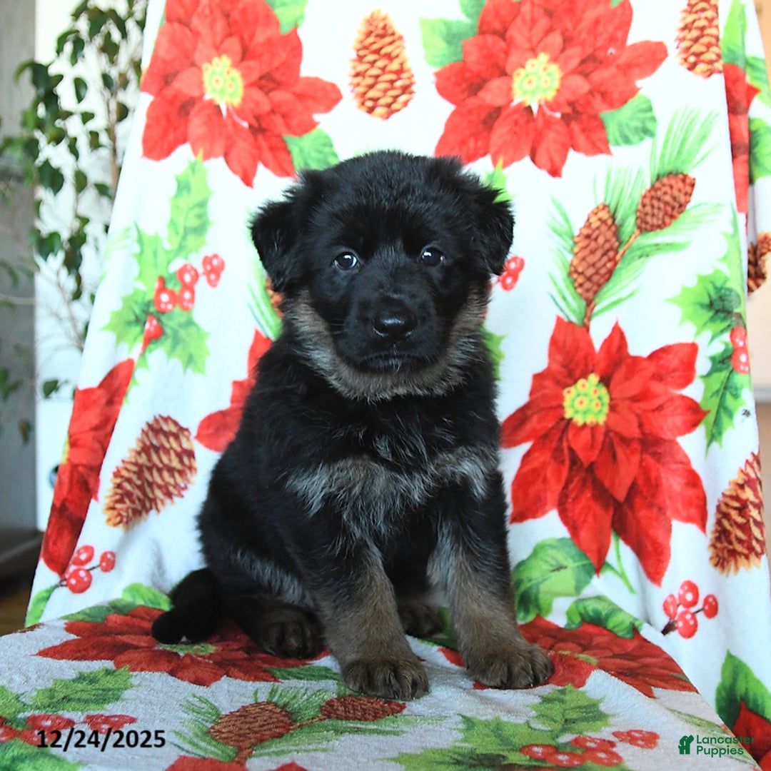 German Shepherd dogs for sale: Luna   - Ad 3