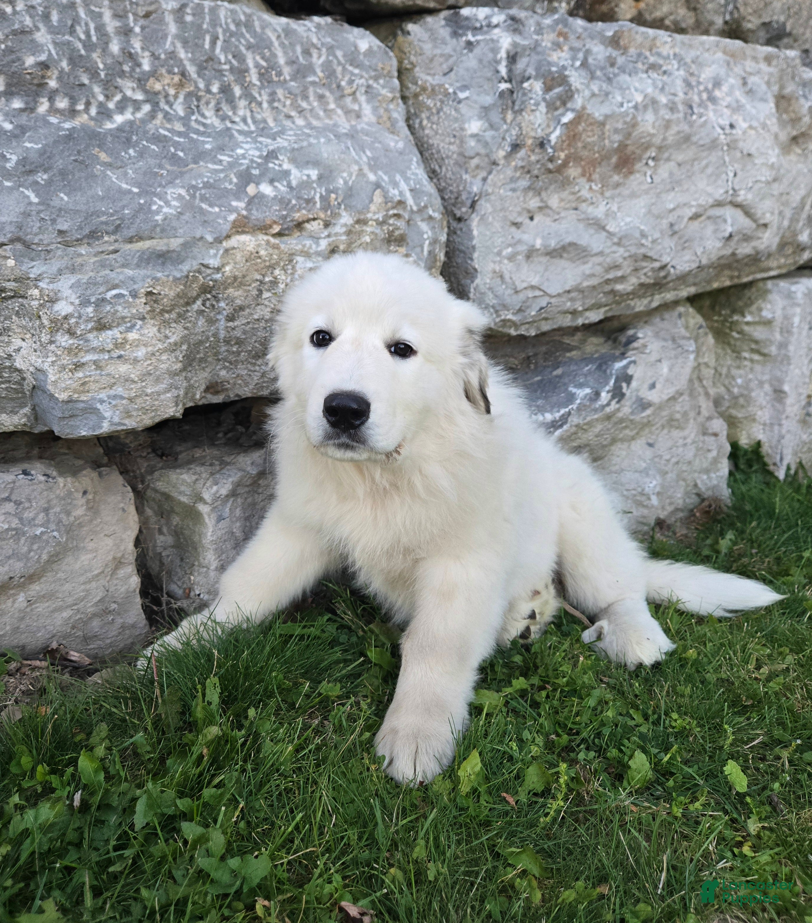 Great Pyrenees dogs for sale: Snowball - Ad 2