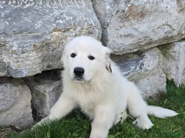Great Pyrenees dogs for sale: Snowball - Ad 2