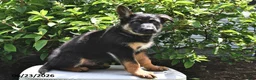 German Shepherd dogs for sale: Majesty - Ad 3