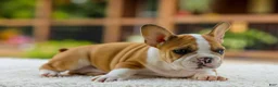 French Bulldog dogs for sale: Oasis – Fawn/White - Ad 10