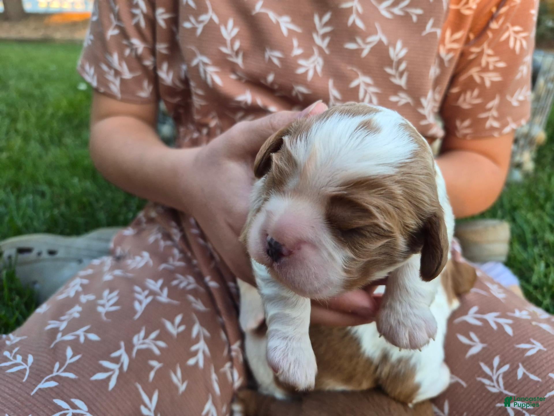 Cavalier King Charles Spaniel dogs for sale: Cavalier King Charles Spaniel 3 - Ad 1