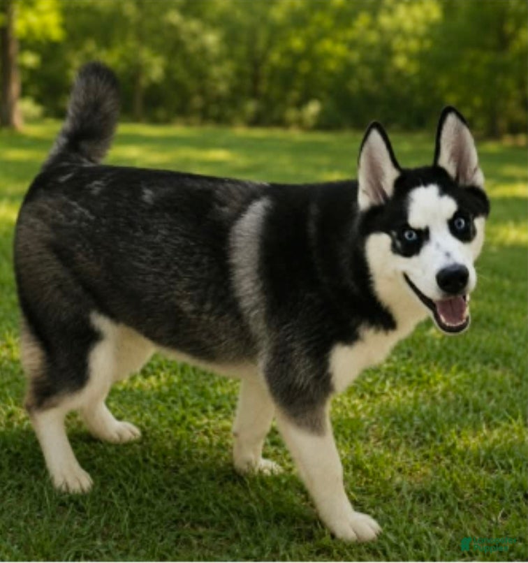 Siberian Husky dogs Howie - Ad 1