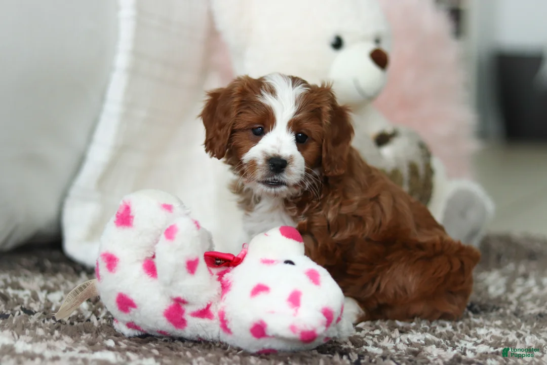 Cavapoo dogs for sale: Angela - Ad 5