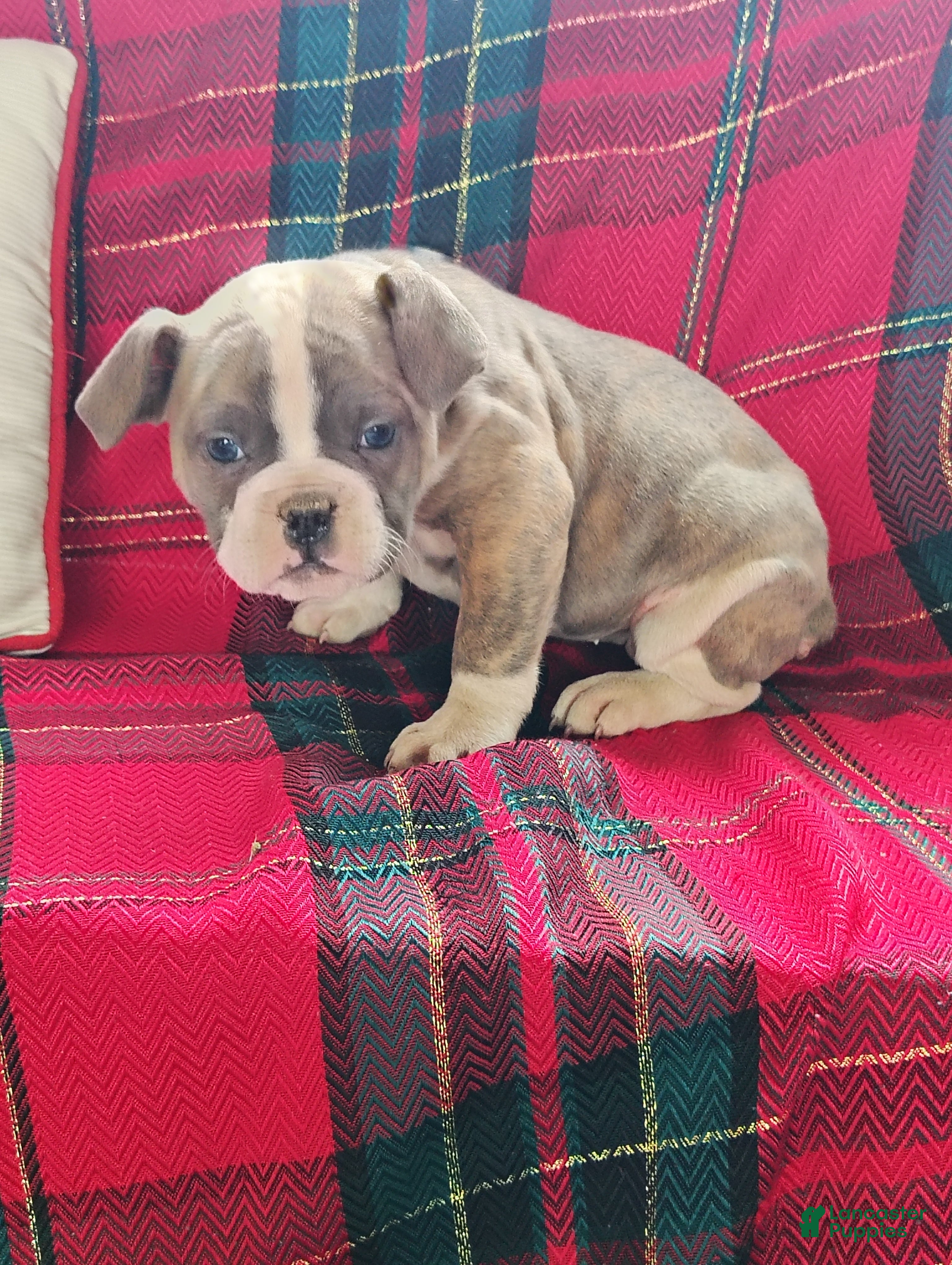 Olde English Bulldogge dogs Rosalie  - Ad 33