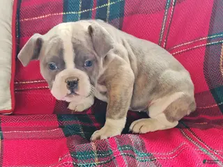 Olde English Bulldogge dogs Rosalie - Ad 33