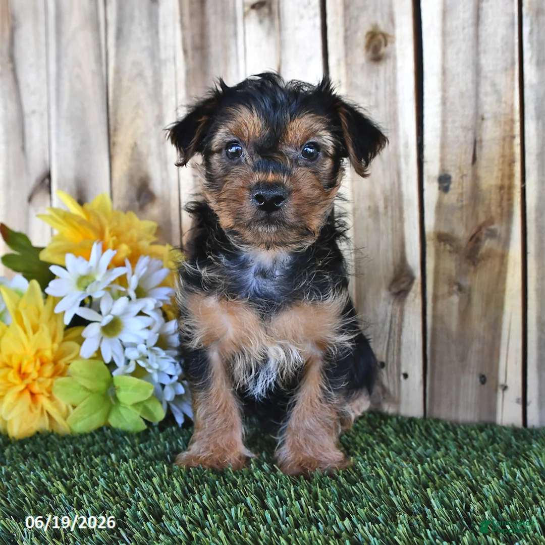 Yorkshire Terrier dogs for sale: Bear - Ad 1