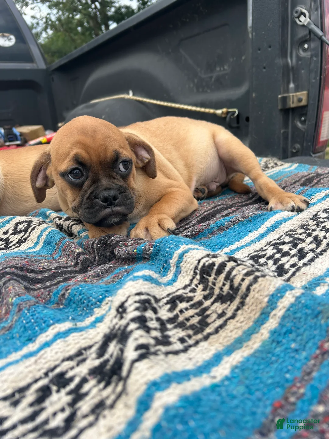 Puggle dogs for sale: Rocky - Ad 4