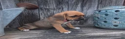 Puggle dogs for sale: Sophie - Ad 4