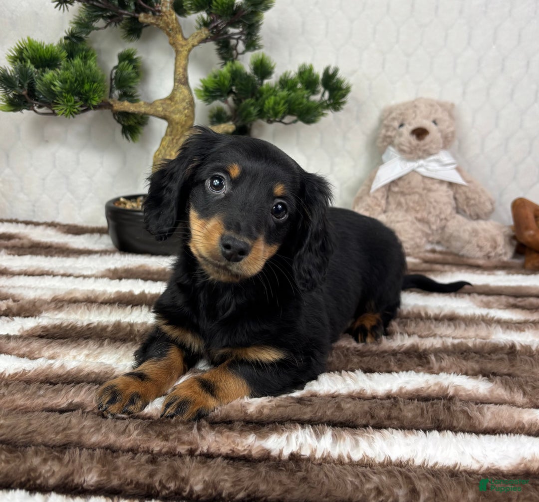Miniature Dachshund dogs for sale: Drake - Ad 2