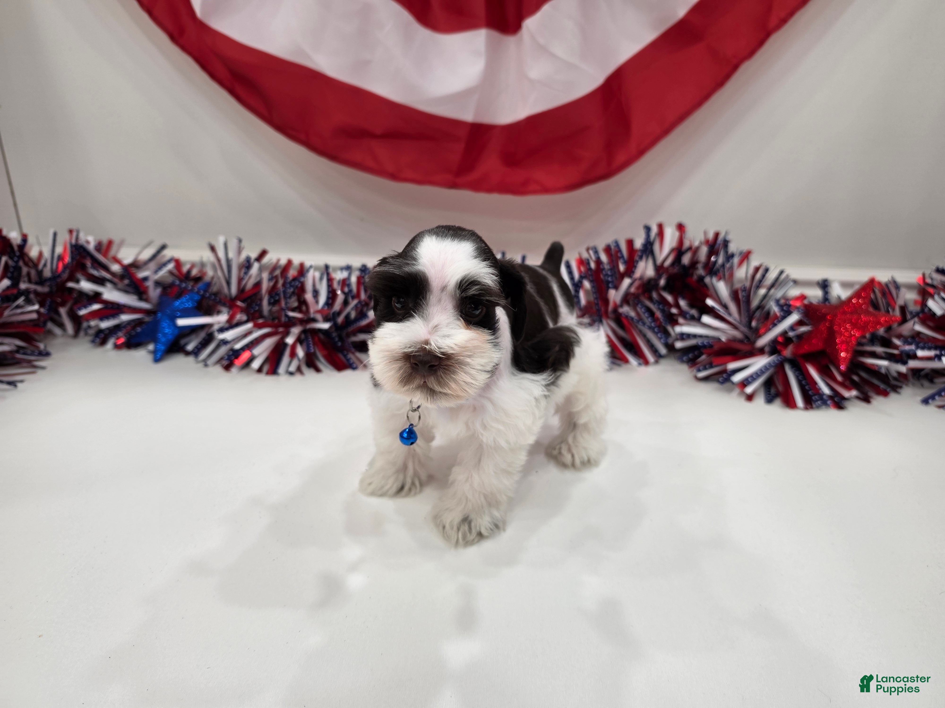 Miniature Schnauzer dogs for sale: Freedom liver parti - Ad 2