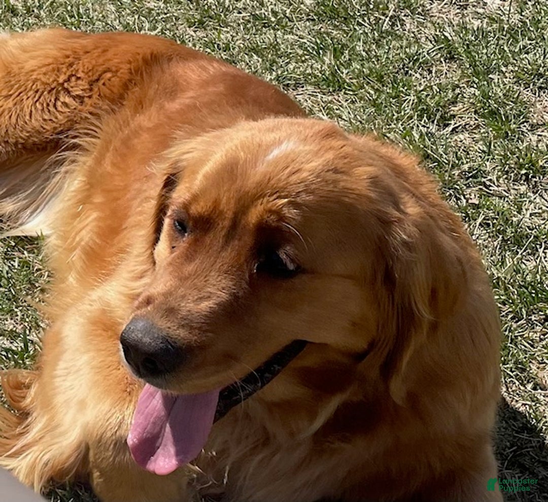 Golden Retriever dogs for sale: Male Pup 1 - Ad 2