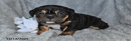 English Bulldog dogs for sale: Sherri - Ad 4